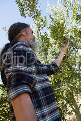 Farmer checking a tree of olives