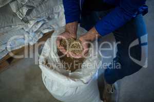 Low section of worker examining barley