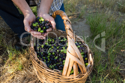 Farmer holding a hand full of olives in farm