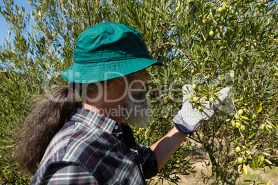 Farmer checking a tree of olives