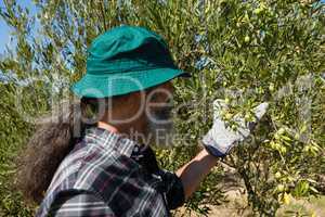 Farmer checking a tree of olives