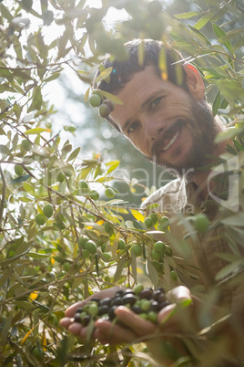 Portrait of farmer checking a tree of olive in farm