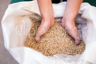 Cropped hand of worker examining barley at warehouse