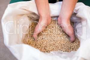 Cropped hand of worker examining barley at warehouse