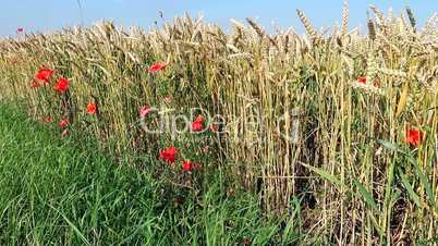 grain field