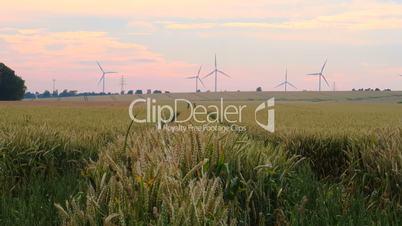 wind turbines and grain field