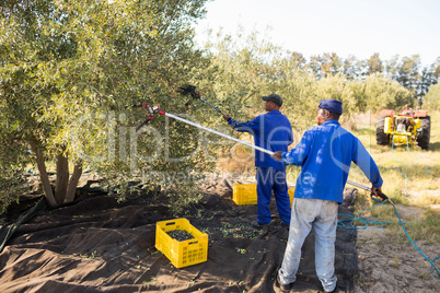 Farmers using olive picking tool while harvesting