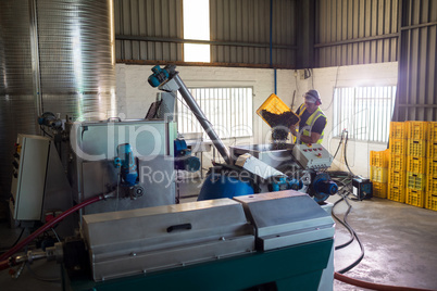 Worker putting harvested olive in machine