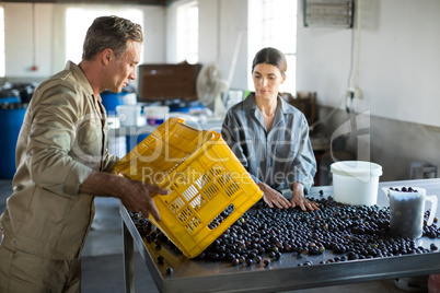 Workers checking a harvested olives in factory