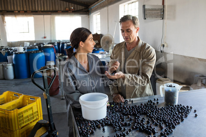 Workers checking a harvested olives in factory