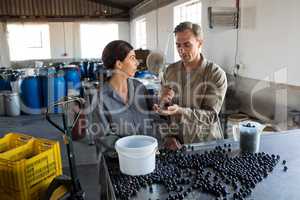 Workers checking a harvested olives in factory