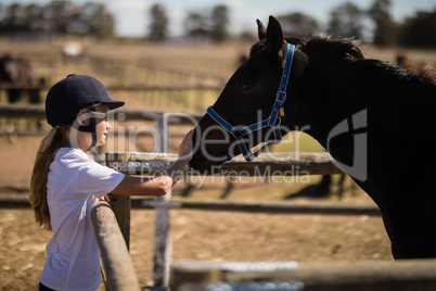 Girl stroking a brown horse in the ranch