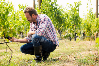 Man touching grapes