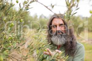 Portrait of happy farmer observing examining olive