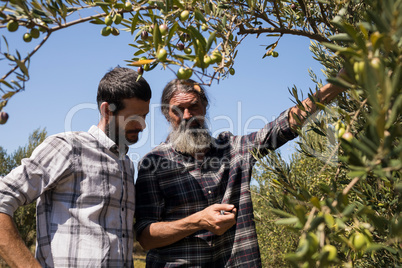 Friends interacting while examining olive on plant