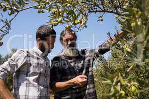 Friends interacting while examining olive on plant
