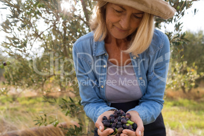 Close-up of woman holding harvested olives in farm