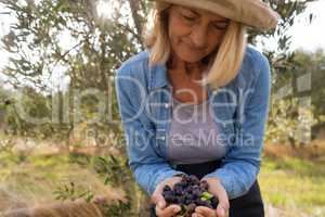 Close-up of woman holding harvested olives in farm