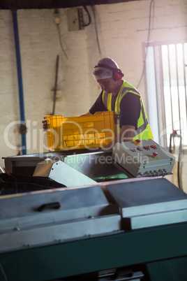 Worker putting harvested olive in machine