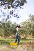 Man harvesting olives from tree