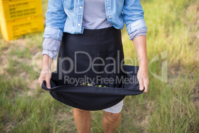 Woman holding harvested olives in her skirt