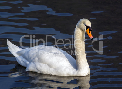 beautyful swan on a lake