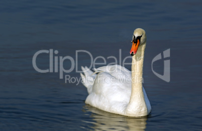 beautyful swan on a lake