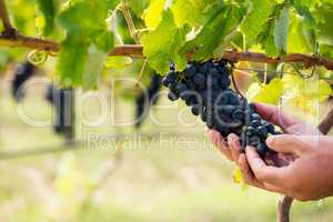 Cropped hands of man touching grapes