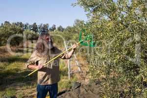 Farmer harvesting olive with rack