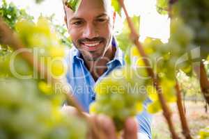 Smiling man touching grapes