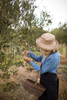 Woman harvesting olives from tree