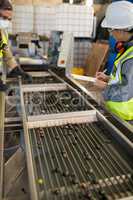 Technicians examining olives on conveyor belt