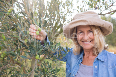 Happy woman harvesting olives from tree