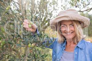 Happy woman harvesting olives from tree