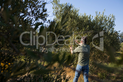 Man harvesting olives from tree