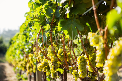 Grapes growing at vineyard