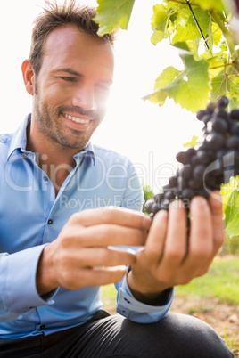 Smiling man touching grapes at vineyard