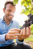 Smiling man touching grapes at vineyard