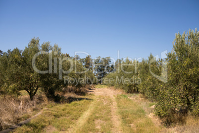 View of empty path in olive farm