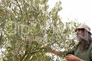 Man observing olives on plant