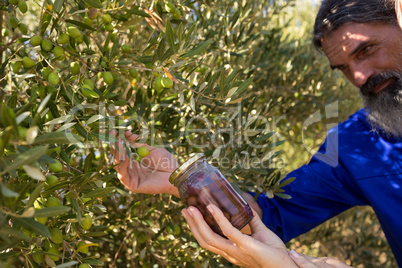 Couple examining olives in farm