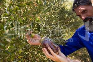 Couple examining olives in farm