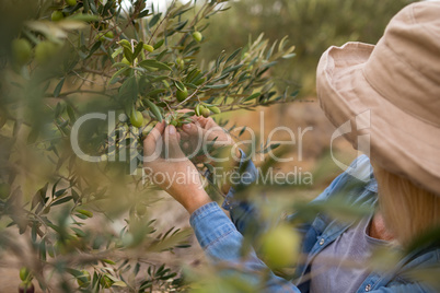 Woman harvesting olives from tree