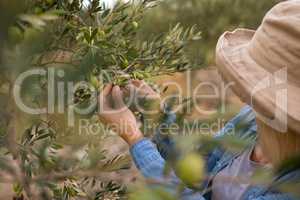 Woman harvesting olives from tree