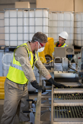 Technician examining olive on conveyor belt