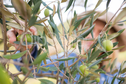 Close-up of woman harvesting olives