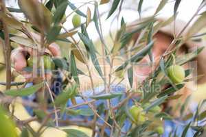 Close-up of woman harvesting olives