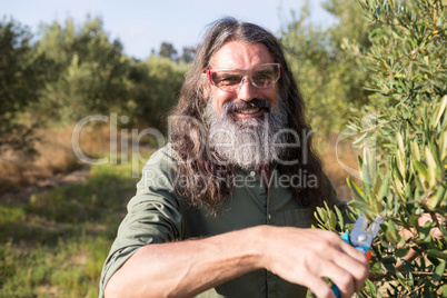 Portrait of happy man pruning olive tree in farm