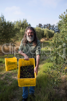 Portrait of happy couple holding harvested olives in crate