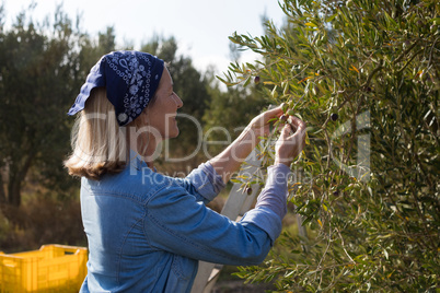 Woman harvesting olives from tree